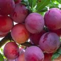Description of the plum variety Starter, pollinators, cultivation and care