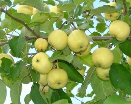 Descrição e características da variedade de maçã Ural Nalivnoe, resistência à geada e características de cultivo