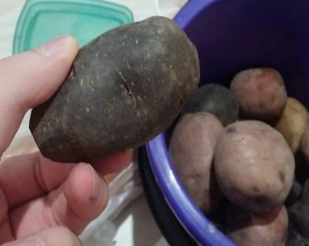 Descrição das variedades de batata preta, características de cultivo e cuidado