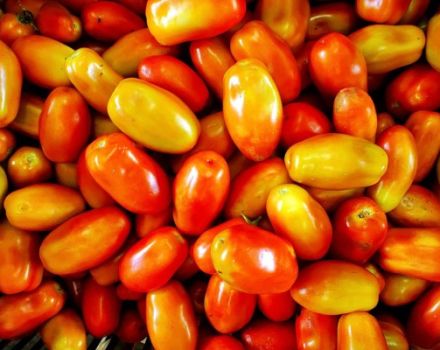 Beschreibung der Tomatensorte Irene, Merkmale des Anbaus und der Pflege