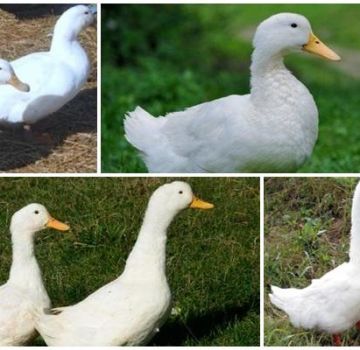 Beschreibung und Merkmale der Enten der Blagovar-Rasse, Haftbedingungen