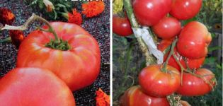 Descrição da variedade de tomate Lopatinsky e suas características