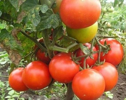 As melhores variedades produtivas de tomate para as regiões do norte em campo aberto e estufas
