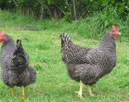Descripción y características de la productividad de los pollos Plymouthrock, las sutilezas del contenido.