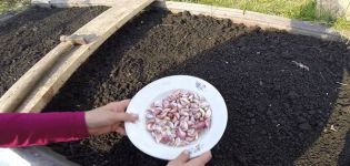Výsadba, pestovanie a starostlivosť o jarný cesnak na otvorenom poli, či je potrebné viazať a kedy
