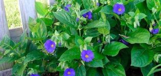 Cultivo de tunbergia a partir de semillas y cuidado al aire libre, las 7 mejores variedades.