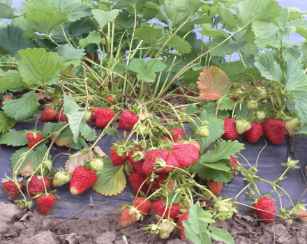Como plantar e cuidar dos morangos de acordo com o método Frigo