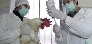 Broyler hastalıklarının tanımı ve nedenleri, belirtileri ve tedavi yöntemleri