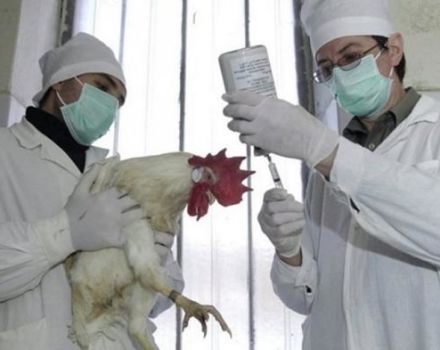 Mô tả bệnh gà thịt và nguyên nhân, triệu chứng và phương pháp điều trị