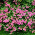 Características y descripción de la variedad spirea de Antoni Vaterer, plantación y cuidado.