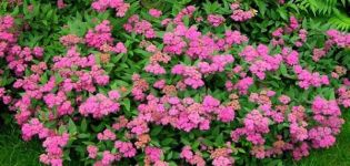 Характеристики и описание на сорта spirea, засаждане и грижи за сорт Antoni Vaterer