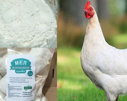 How much and how to give chickens chalk, features of use