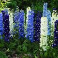 Beschreibung der besten Sorten des neuseeländischen Delphiniums und seines Anbaus