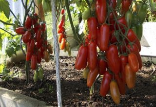 Characteristics and description of the Zhigalo tomato variety, its yield