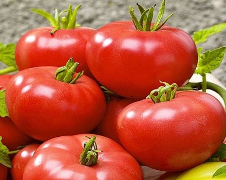 Mô tả giống cà chua Swat f1, đặc điểm và năng suất
