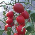 خصائص ووصف طماطم Cherry Ira ومحصولها