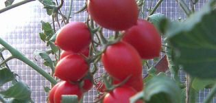 Cherry Ira domates çeşidinin özellikleri ve tanımı, verimi