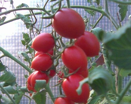 Характеристики и описание на сорта домат Cherry Ira, неговият добив
