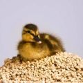 Zusammensetzung und Anteile des Mischfutters für Enten, wie man es zu Hause macht