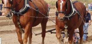 Names of heavy horse breeds, their description and characteristics, where they are used