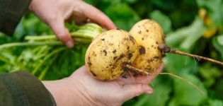 Rüben auf freiem Feld anbauen und pflegen, Datteln pflanzen, wie viel sie wachsen und wann sie reifen