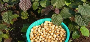 Growing and proper care of hazelnuts in central Russia