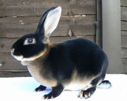 TOP 5 de raças de coelhos pretos e sua descrição, regras de cuidado e manutenção