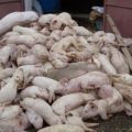 Pig tsum'un etken maddesi, semptomları ve tedavisi insanlar için tehlikeli midir?