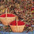 Quando e a melhor forma de coletar viburnum, o momento da colheita das frutas e da tecnologia de armazenamento
