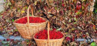 Πότε και πώς είναι καλύτερο να συλλέξετε viburnum, τον χρόνο συγκομιδής μούρων και την τεχνολογία αποθήκευσης