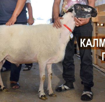 Top 3 breeds of the largest rams in the world and how much their representatives weigh