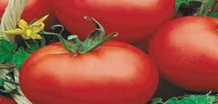 Beskrivning av tomatsorten Red Dome, dess egenskaper och produktivitet