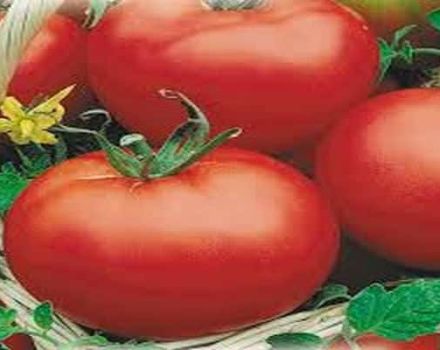 Mô tả giống cà chua Red Dome, đặc điểm và năng suất