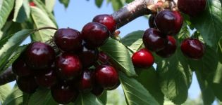 Description of the cherry variety Valery Chkalov and characteristics of the fruits, pros and cons, cultivation