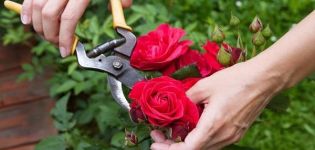 Wann und wie man Rosen richtig pflegt, Regeln für Pflege, Fütterung und Gießen