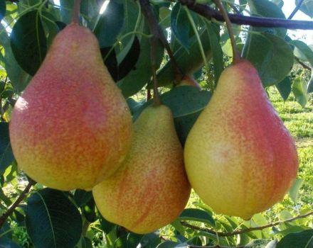 وصف وخصائص الكمثرى من مجموعة Lyubimitsa Klappa والغرس والنمو والرعاية