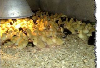 Is it possible for ducklings to lay sawdust at home, and which bedding is better