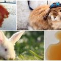 Tavşanın idrarı neden kırmızıya döndü ve ne yapmalı, önleyici tedbirler
