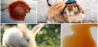 Why did the rabbit's urine turn red and what to do, preventive measures
