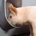 Types and requirements for drinking bowls for pigs, how to do it yourself and installation