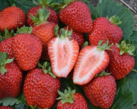 Beschreibung und Eigenschaften von Divnaya-Erdbeeren, Pflanzschema und Pflege