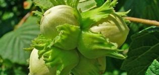 Planting, growing and caring for hazelnuts in the open field, variety selection and reproduction