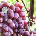 Опис и карактеристике Вицтор грожђа, предности и недостаци, гајење