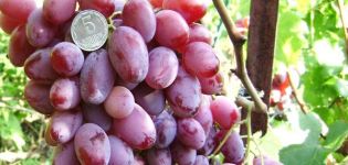 Descrição e características das uvas Victor, prós e contras, cultivo