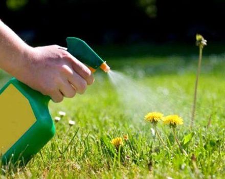 Cómo deshacerse de las malas hierbas en el césped con herbicidas selectivos y continuos