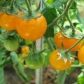 Beskrivelse af de bedste sorter af gule og orange tomater