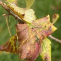 For what reasons black currant dries and what to do about it