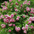 Description d'une rose grimpante de la variété Jasmine, règles de plantation et d'entretien