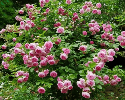 Beschreibung einer Kletterrose der Sorte Jasmin, Pflanz- und Pflegeregeln