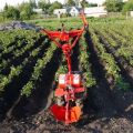Wie man Kartoffeln mit einem handgeführten Traktor und einem Grubber richtig spudelt